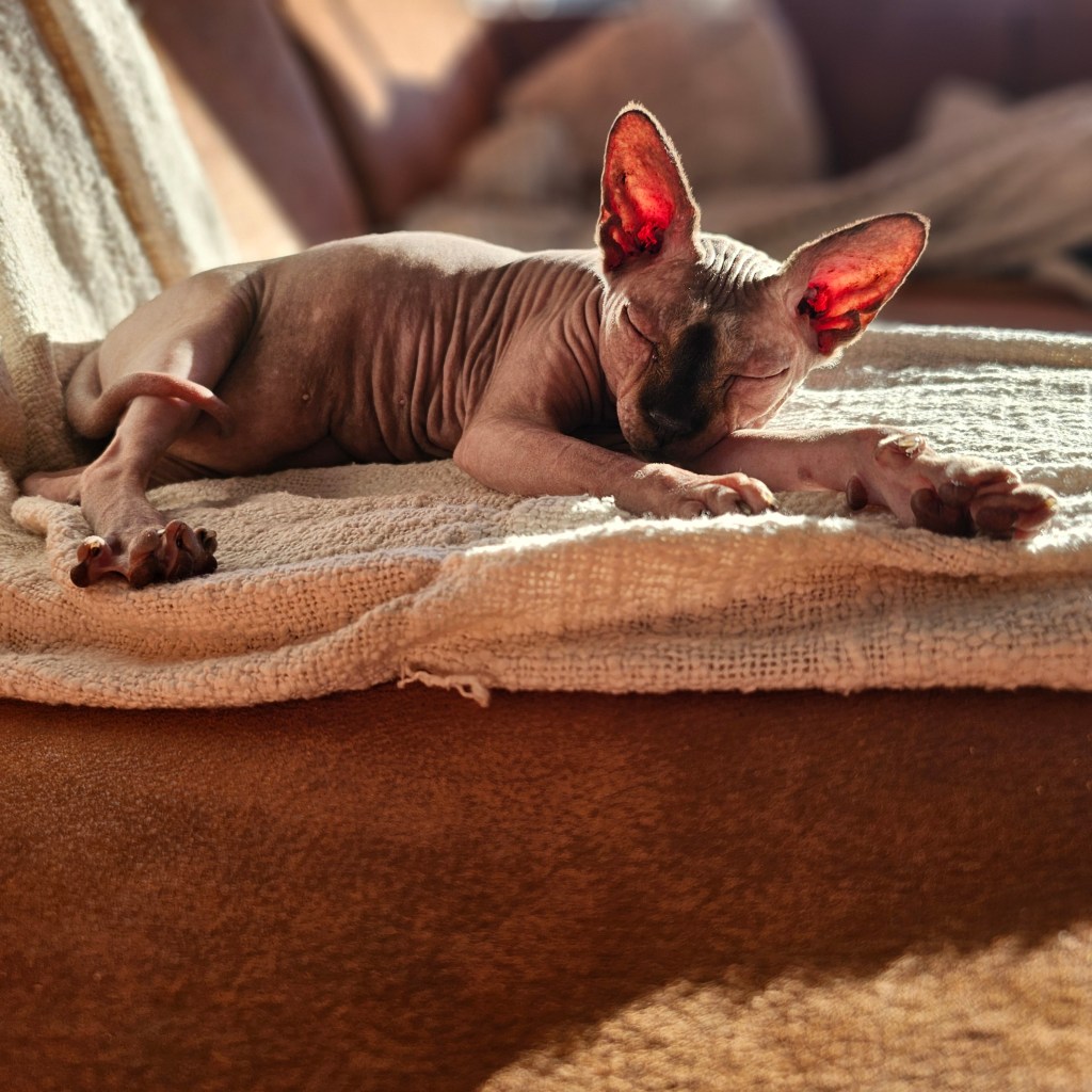 The Great Bed&nbsp;Heist