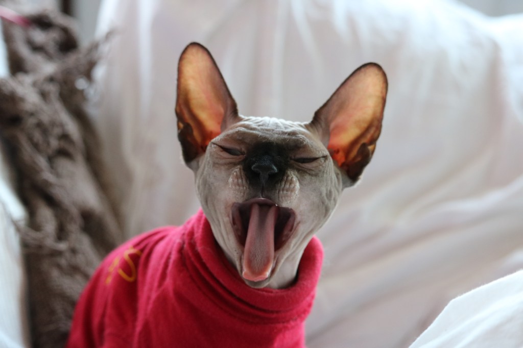 Vet Visits, Drama, and Tiny&nbsp;Turtlenecks