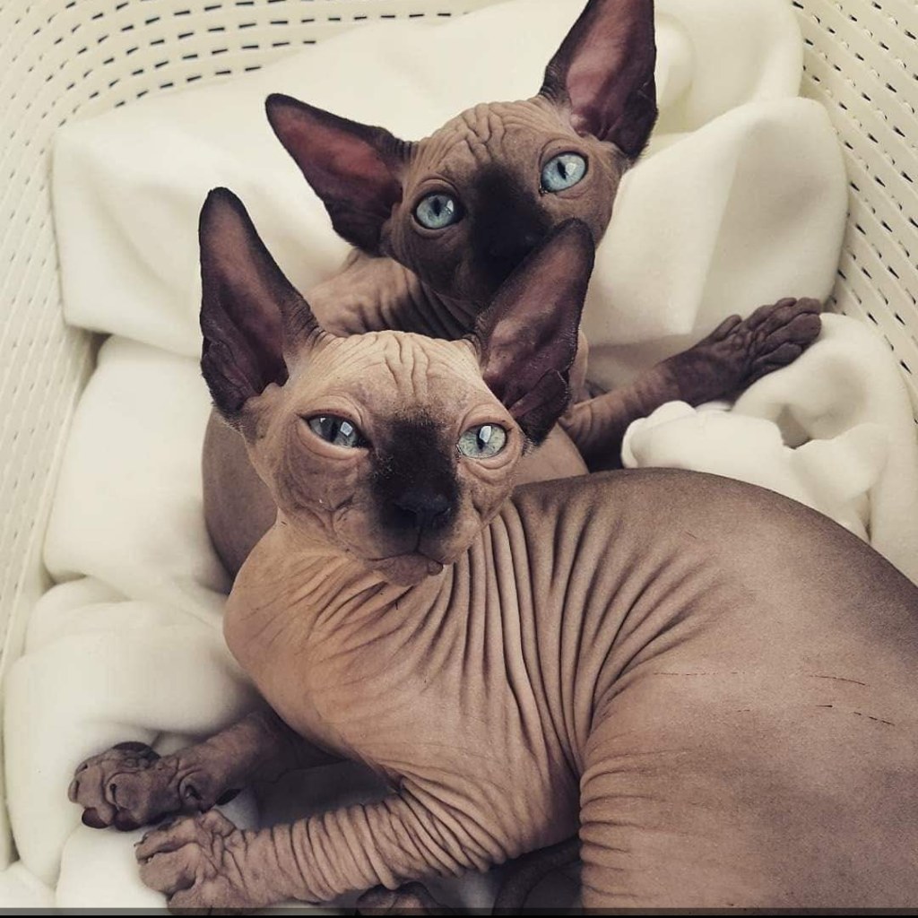 Paws, Claws, and No Flaws: The Crinkle & Wrinkle&nbsp;Saga