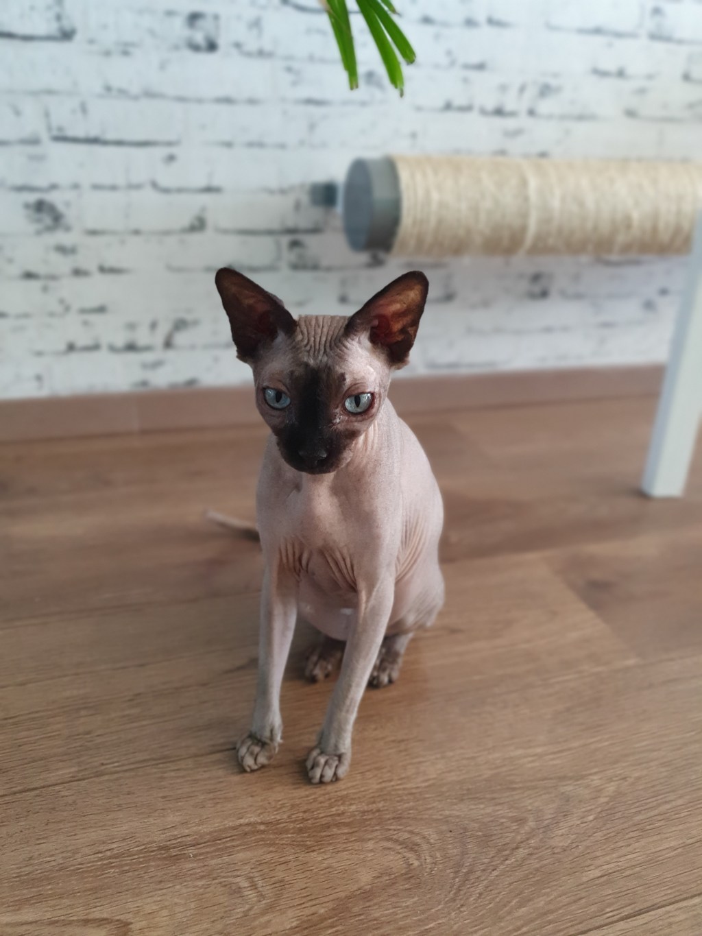 Booty Slaps & Bedroom Drama: Wrinkle’s Guilty&nbsp;Pleasure