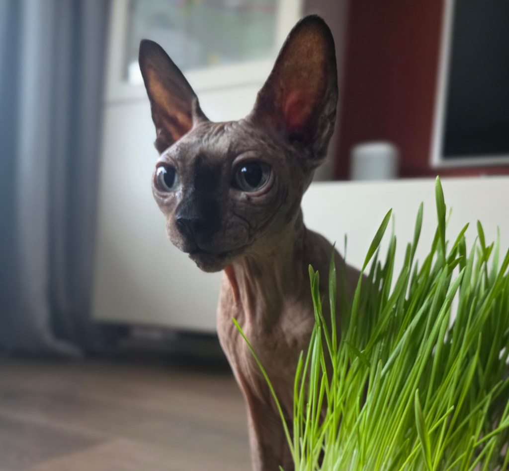 The Art of the Sphynx Spit: A Domestic Survival&nbsp;Guide